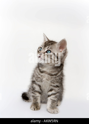 Short haired grey tabby kitten aged around 7 weeks old. Stock Photo