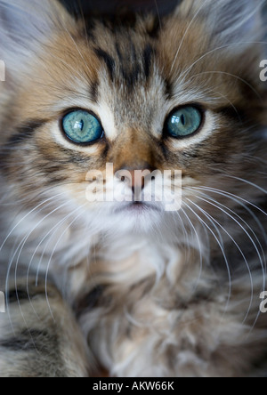 Tabby Kitten Stock Photo