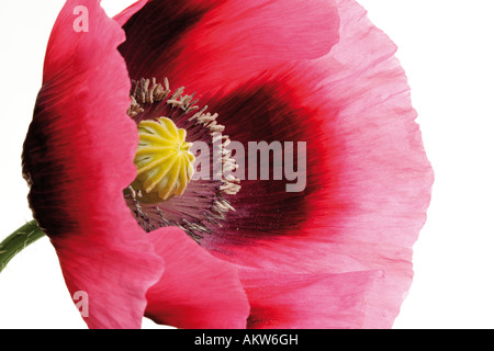 Blossom of opium poppy (Fremontodendron californicum), close-up Stock Photo