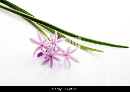Blossoms of Knobi-Kraut, close-up Stock Photo