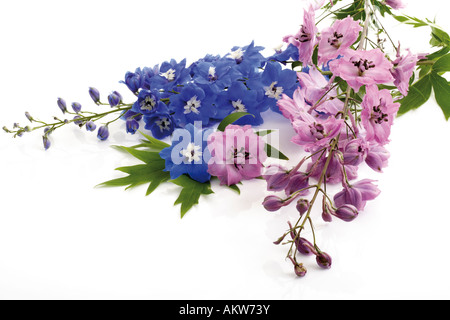 Larkspur (Delphinium), close-up Stock Photo