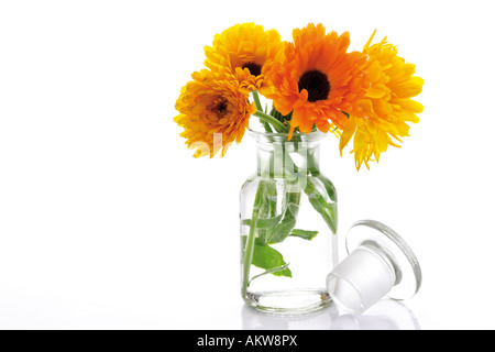 Marigold flowers in vase, (Calendula Officinalis), close-up Stock Photo