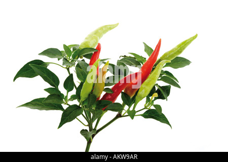 Fresh peppers, close-up Stock Photo