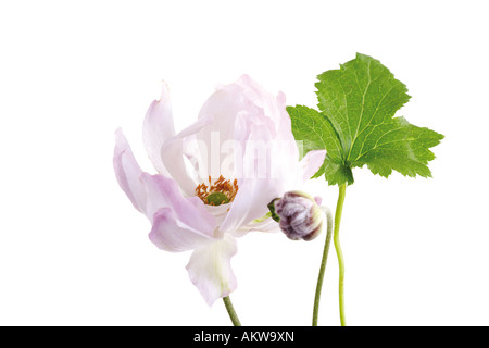 Blossoms and leaf of fall anemone (Anemone japonica), close-up Stock Photo