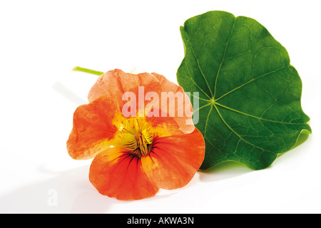 Blossom and leaf of nasturtium (Tropaeolum majus), close-up Stock Photo