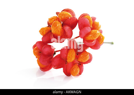 Blossoms of spindle tree (Euonymus europaeus), close-up Stock Photo