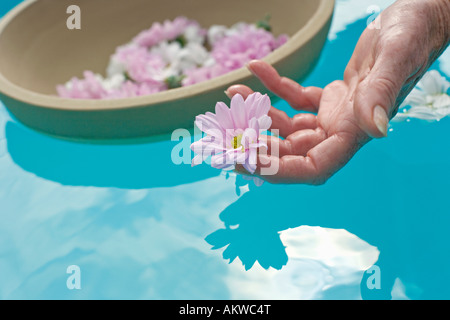 Flowers floating on surface of water, woman's hand picking up flower Stock Photo