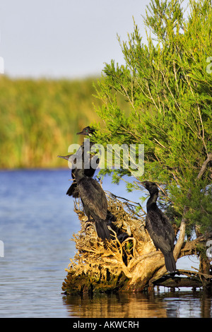 Little Black Cormorants (Phalacrocorax sulcirostris) at Herdsman Lake, Perth, Western Australia Stock Photo