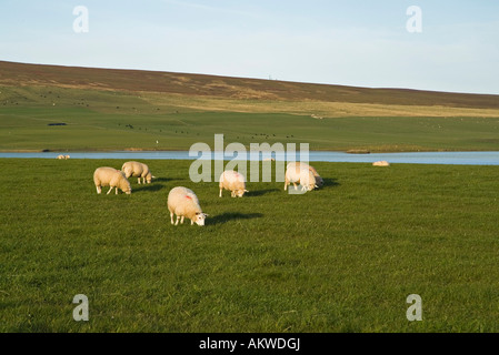 dh  SHEEP UK Sheep grazing in field Orkney