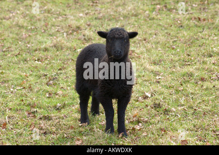 Black lamb on frosty grass Stock Photo
