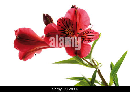 Peruvian Lily, Alstroemeria, close-up Stock Photo