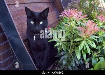 black cat in a box Stock Photo