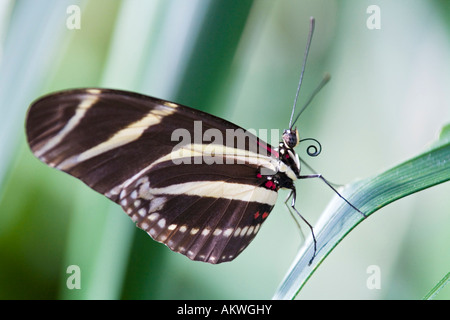 A closeup shot of a Zebra Longwing Butterfly on a West Indian Lantana ...