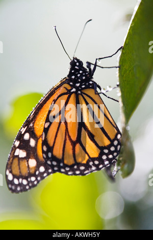 Monarch Butterfly (Danaus plexippus) on leaf, close-up Stock Photo