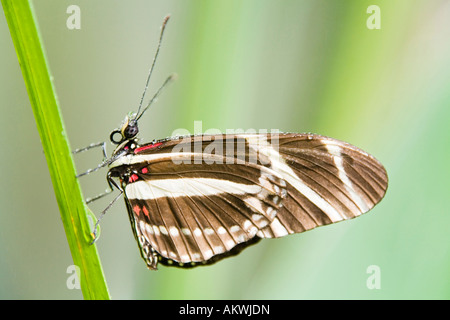 A closeup shot of a Zebra Longwing Butterfly on a West Indian Lantana ...