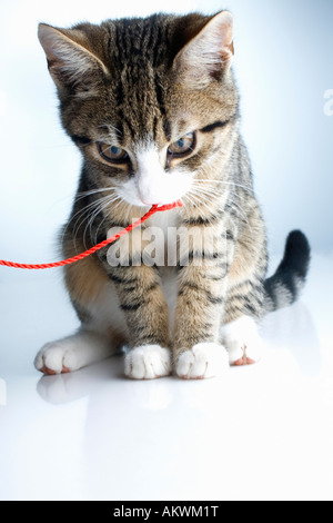 Domestic Cat, kitten, close-up Stock Photo
