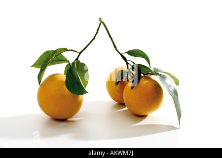 Branch with grapefruits (Citrus maxima), close-up Stock Photo