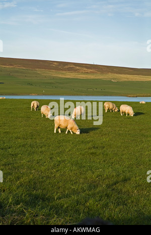 dh  SHEEP UK Sheep grazing in field Orkney Stock Photo