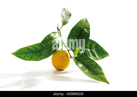 Branch with orange (Citrus sinensis), close-up Stock Photo