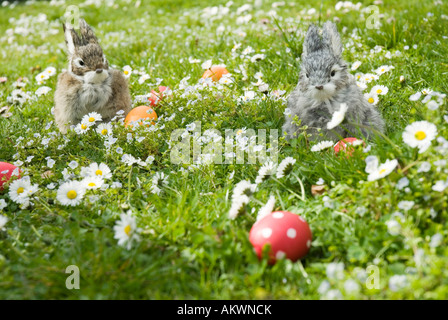 Easter bunnies and eggs in meadow Stock Photo