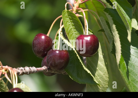 Cluster of bing cherries on a branch Stock Photo