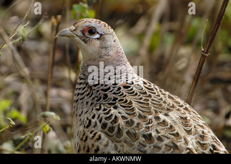 Common Pheasant Phasianus colchicus Female Stock Photo
