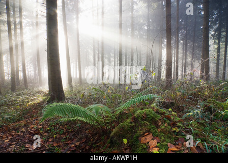 Germany, Berlingen, Fern in misty forest Stock Photo