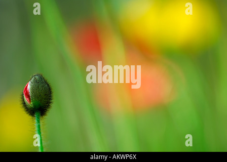 Bud of iceland poppy (papaver nudicaule), close-up Stock Photo