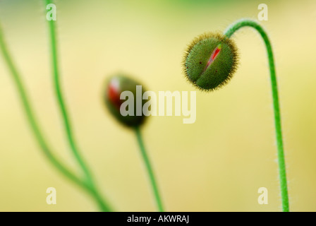 Two buds of iceland poppy (papaver nudicaule), close-up Stock Photo