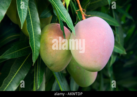 Mature mangoes growing on branch. Stock Photo