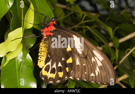 Cairns Birdwing Butterfly Female, Ornithoptera priamus euphorion Stock Photo