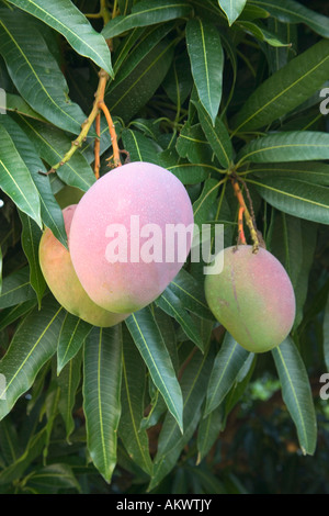 Mature mangoes on branch. Stock Photo