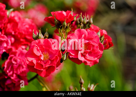 Rose: Rosa Will Scarlet Stock Photo