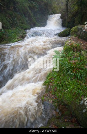 A waterfall cascading down muddied and foaming in full winter flood at Watersmeet on Exmoor near Lynmouth Devon England Stock Photo