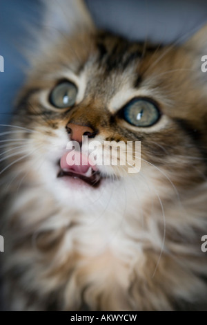cute kitten funny expression looking upwards pretty cat young cat fluffy kitten tabby coat one cat one kitten close up animal do Stock Photo