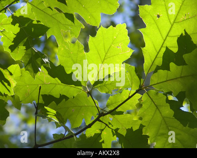 Northern Red Oak, Quercus rubra. Red oak tree branch with sunlit green leaves. Stock Photo