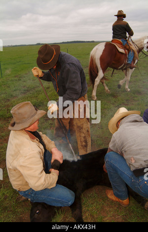 Branding cattle on Logging Camp Ranch North Dakota Stock Photo