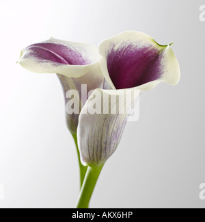 Calla (Zantedeschia aethiopica), close-up Stock Photo