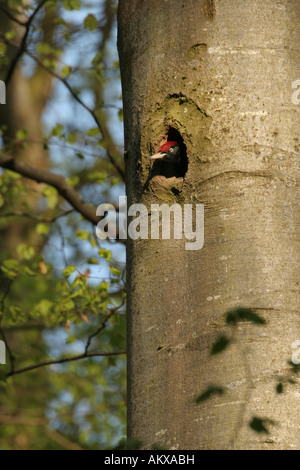 Male Black Woodpecker (Dryocopus martius) looking out of tree-hole Stock Photo