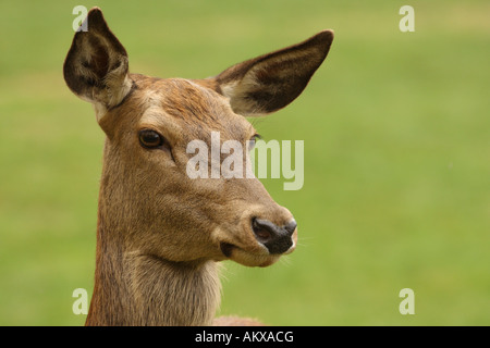 Red deer, cervus elaphus, female, portrait Stock Photo