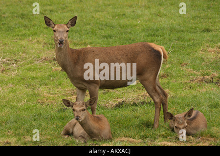 Red deer, cervus elaphus, female, with two fawns Stock Photo