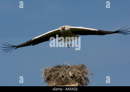 White stork (Ciconia ciconia), Germany