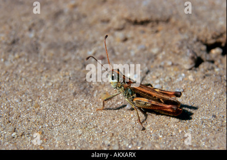 Mottled grasshopper (Myrmeleotettix maculatus), male Stock Photo