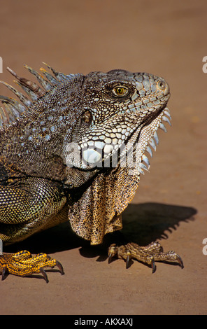 Portrait of a male Green Iguana (Iguana iguana) Stock Photo