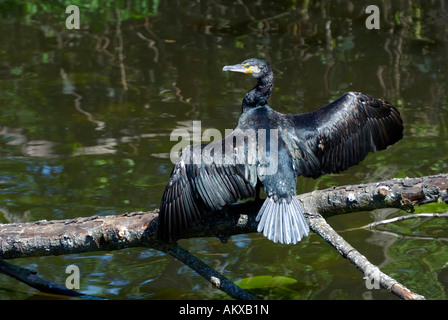 Great Cormorant (Phalacrocorax carbo) drying his plumage Stock Photo