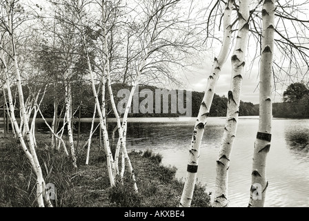 Barren Birch Trees Stock Photo