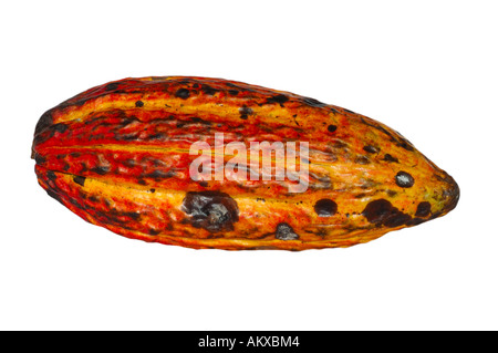 Cacao pod Theobroma cacao Stock Photo