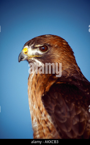 Profile portrait of a Red Tail Hawk Stock Photo