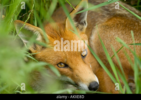 Fox Vulpes vulpes vixen Kent summer Stock Photo