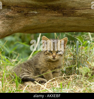 Scottish Wildcat kitten Felis silvestris Stock Photo